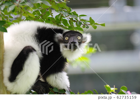 シロクロなサル シロクロなサル 62735159