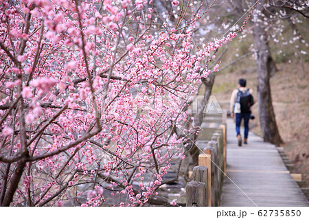 筑波山梅まつり2020 62735850