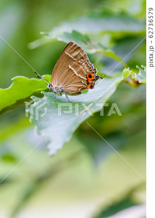 ミドリシジミのメス 62736579