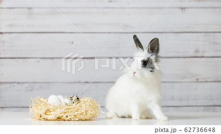 Close-up of cute white bunny is sitting near straw Close-up of cute white bunny is sitting near straw 62736648