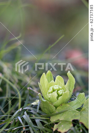 ふきのとう 蕗の薹 縦位置 ふきのとう 蕗の薹 縦位置 62737585