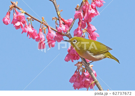 桜とメジロ 62737672