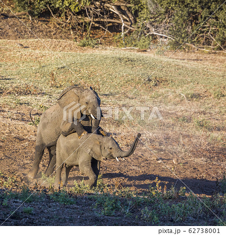 African bush elephant in Kruger National park, 62738001