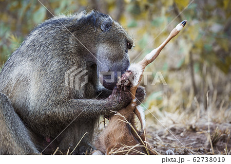 Chacma baboon in Kruger National park, South 62738019