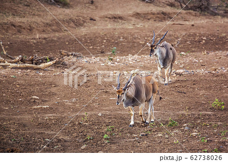 Common eland in Kruger National park, South Africa 62738026