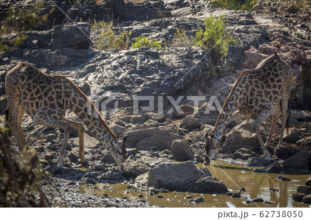 Giraffe in Kruger National park, South Africa 62738050