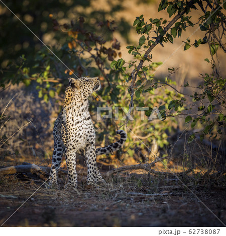 Leopard in Kruger National park, South Africa 62738087