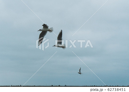 A seagull soars in the air above the sea A seagull soars in the air above the sea 62738451