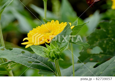 三鷹中原に咲く黄色いヒメヒマワリ（キクイモモドキ） 62739057