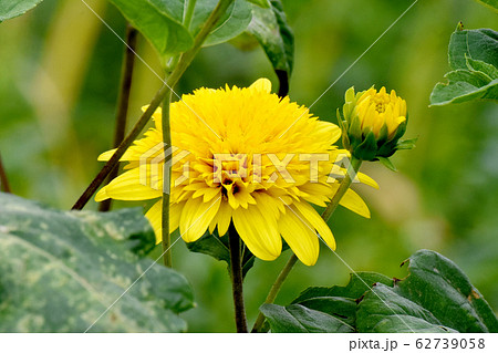 三鷹中原に咲く黄色いヒメヒマワリ(キクイモモドキ) 三鷹中原に咲く黄色いヒメヒマワリ(キクイモモドキ) 62739058