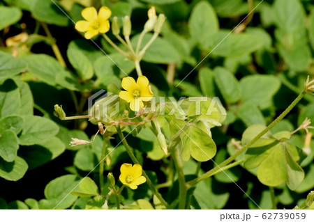 三鷹中原に咲く黄色いカタバミの花 三鷹中原に咲く黄色いカタバミの花 62739059