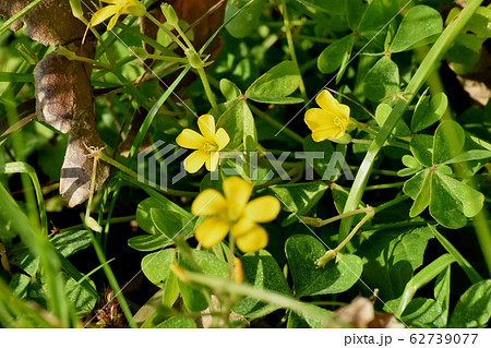 三鷹中原に咲く黄色いカタバミの花 三鷹中原に咲く黄色いカタバミの花 62739077