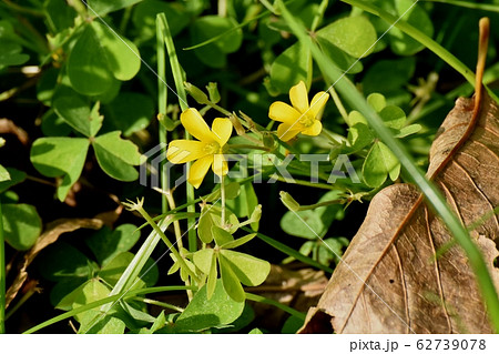 三鷹中原に咲く黄色いカタバミの花 三鷹中原に咲く黄色いカタバミの花 62739078