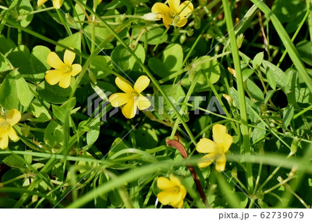 三鷹中原に咲く黄色いカタバミの花 三鷹中原に咲く黄色いカタバミの花 62739079