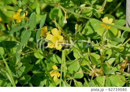 三鷹中原に咲く黄色いカタバミの花 三鷹中原に咲く黄色いカタバミの花 62739080