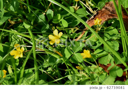 三鷹中原に咲く黄色いカタバミの花 三鷹中原に咲く黄色いカタバミの花 62739081