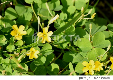 三鷹中原に咲く黄色いカタバミの花 62739086
