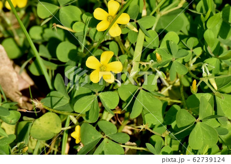 三鷹中原に咲く黄色いカタバミの花 三鷹中原に咲く黄色いカタバミの花 62739124