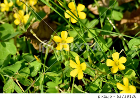 三鷹中原に咲く黄色いカタバミの花 三鷹中原に咲く黄色いカタバミの花 62739126