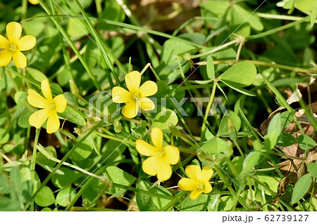 三鷹中原に咲く黄色いカタバミの花の写真素材