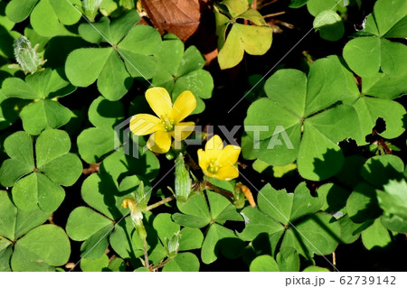 三鷹中原に咲く黄色いカタバミの花 三鷹中原に咲く黄色いカタバミの花 62739142