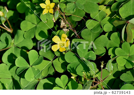 三鷹中原に咲く黄色いカタバミの花 三鷹中原に咲く黄色いカタバミの花 62739143