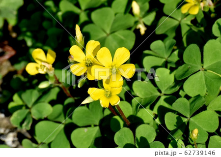 三鷹中原に咲く黄色いカタバミの花 62739146