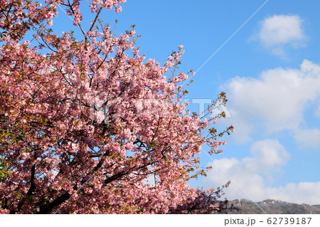 満開の河津桜　静岡県河津町 62739187