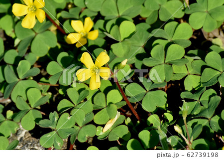 三鷹中原に咲く黄色いカタバミの花 62739198