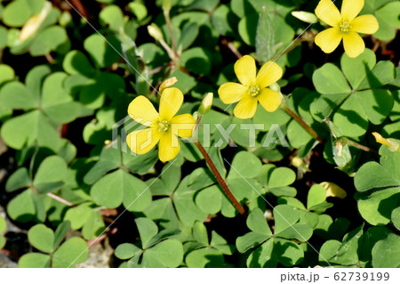 三鷹中原に咲く黄色いカタバミの花 62739199