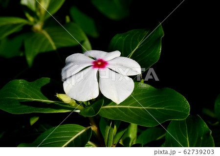 三鷹中原に咲く白いニチニチソウの花 62739203