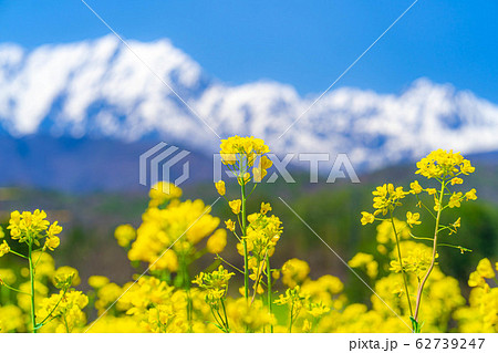 中山高原　北アルプスと菜の花　【長野県】 62739247