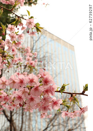 河津桜 かわづさくら 河津桜 かわづさくら 62739297