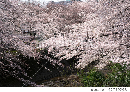 恩田川の桜 62739298