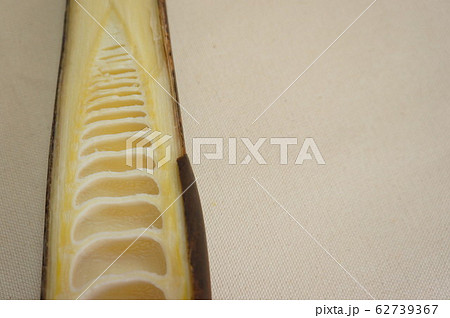 淡竹の断面 62739367