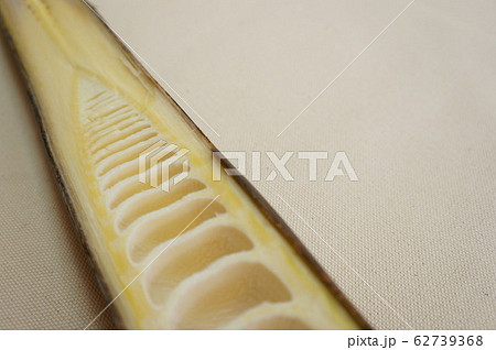 淡竹の断面 淡竹の断面 62739368