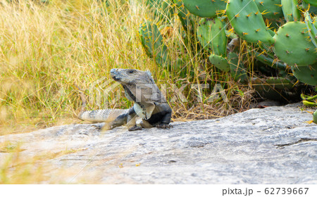 Iguana in ancient mayan site Tulum. Animal photo in nature. Wallpaper, travel, wildlife image. Mexico. Yucatan 62739667