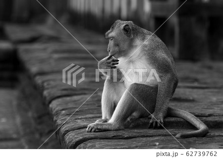 Mono long-tailed macaque sucks finger on wall 62739762