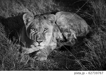 Mono lion in golden light facing camera 62739767