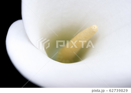 Centre of white arum lily from above 62739829