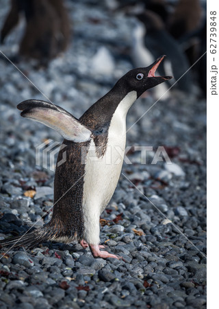 Adelie penguin squawking on dark shingle beach 62739848