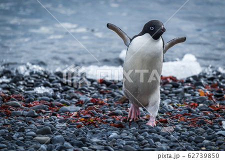 Adelie penguin running up shingle from sea Adelie penguin running up shingle from sea 62739850