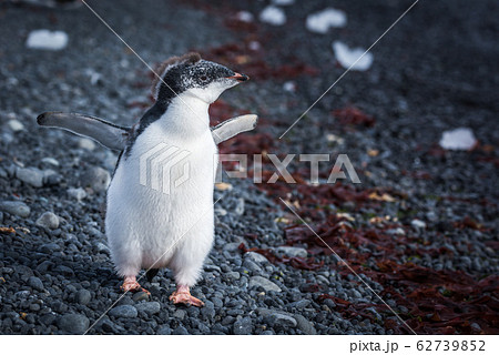 Adelie penguin chick running along shingle beach Adelie penguin chick running along shingle beach 62739852