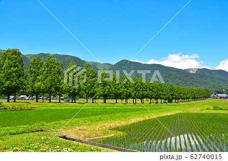 初夏　マキノ町　メタセコイア並木 62740015