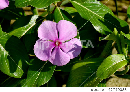 三鷹中原に咲く淡い紫色のニチニチソウの花 62740083