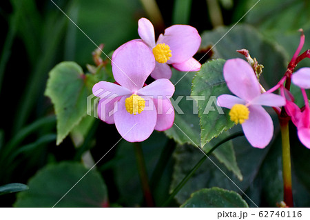 三鷹中原に咲くピンクのベゴニアの花 62740116