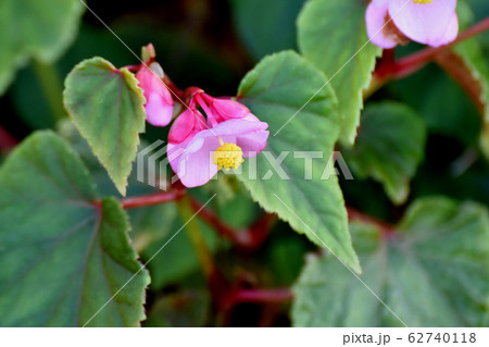 三鷹中原に咲くピンクのベゴニアの花 三鷹中原に咲くピンクのベゴニアの花 62740118