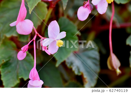 三鷹中原に咲くピンクのベゴニアの花 62740119