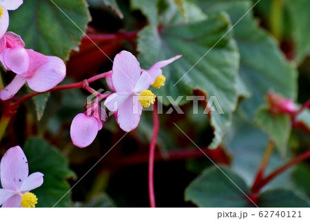 三鷹中原に咲くピンクのベゴニアの花 三鷹中原に咲くピンクのベゴニアの花 62740121