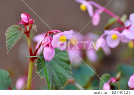 三鷹中原に咲くピンクのベゴニアの花 62740122